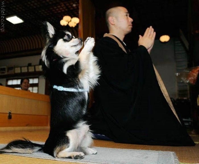 Dog.Meditation.next.to.Bud.jpg