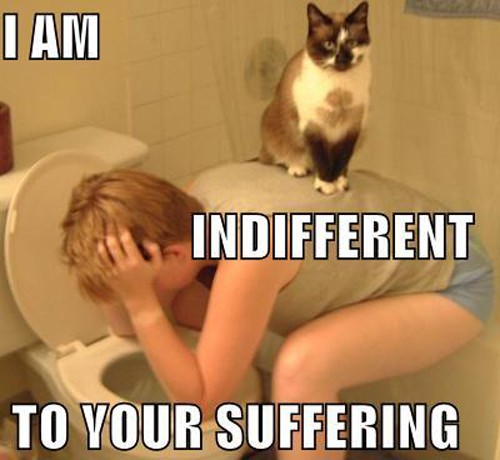 cat-is-indifferent.jpg