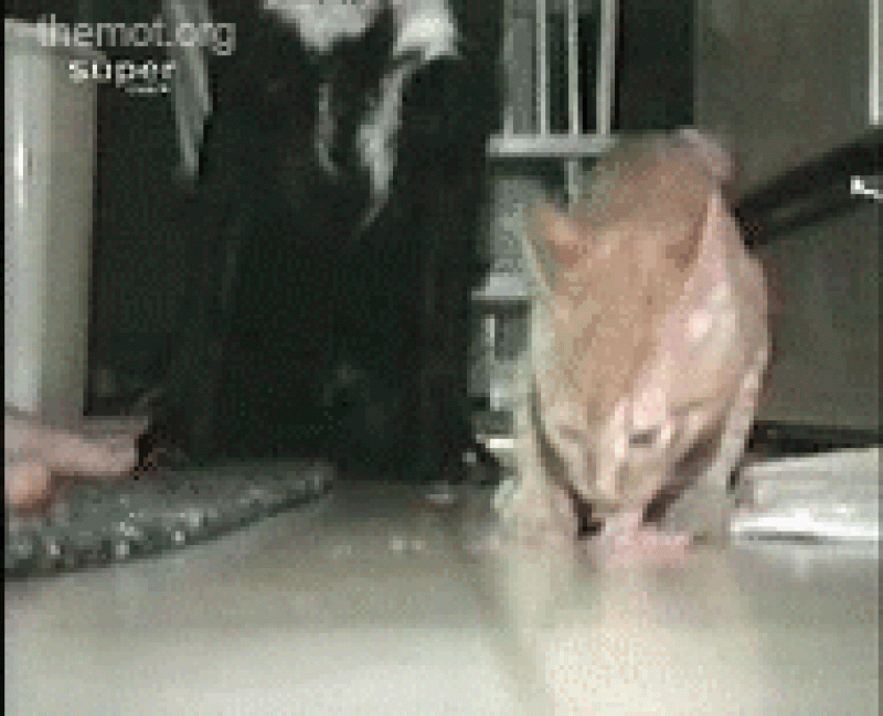 catdefendsfood.gif