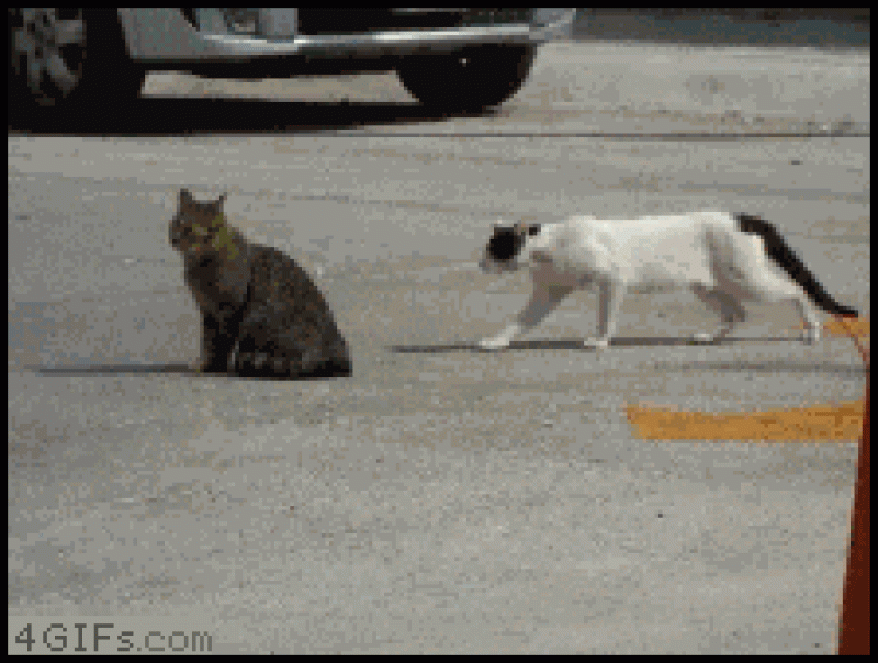 AngryCat.gif