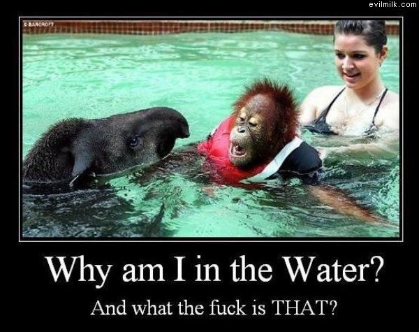 945why-am-i-in-the-water.jpg